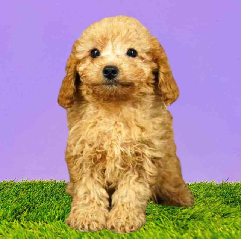 Male Poodle Puppy for Sale in Puyallup, WA