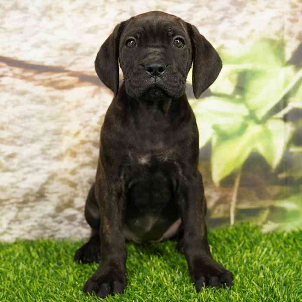 pet breed image