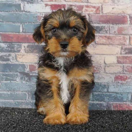 Yorkie