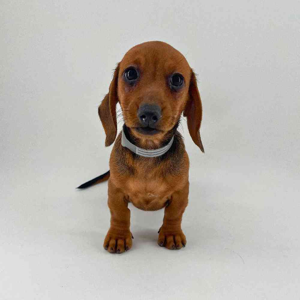pet breed image