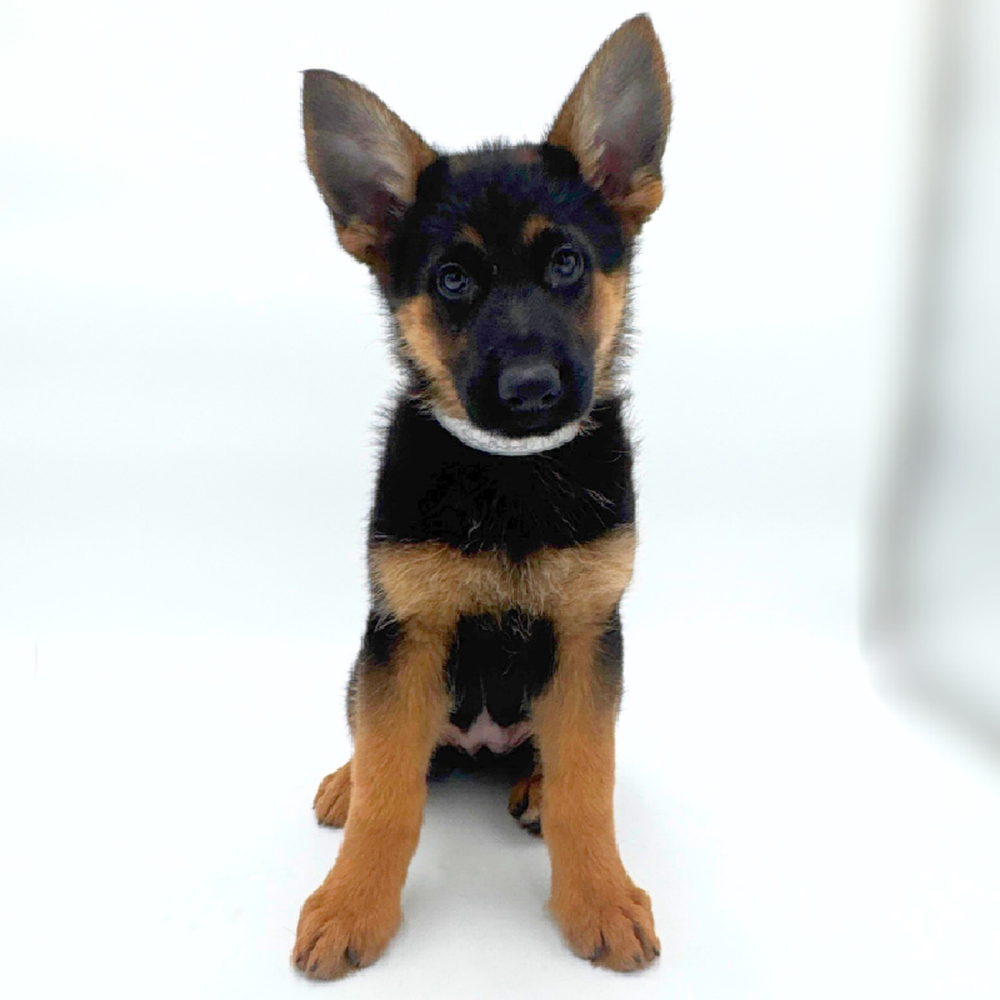 Image of a pet breed in the gallery