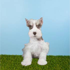 Mini Schnauzer