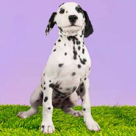 Dalmatian