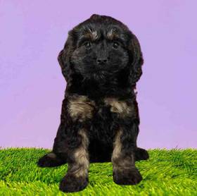 Cockapoo