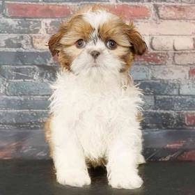 Shih Tzu