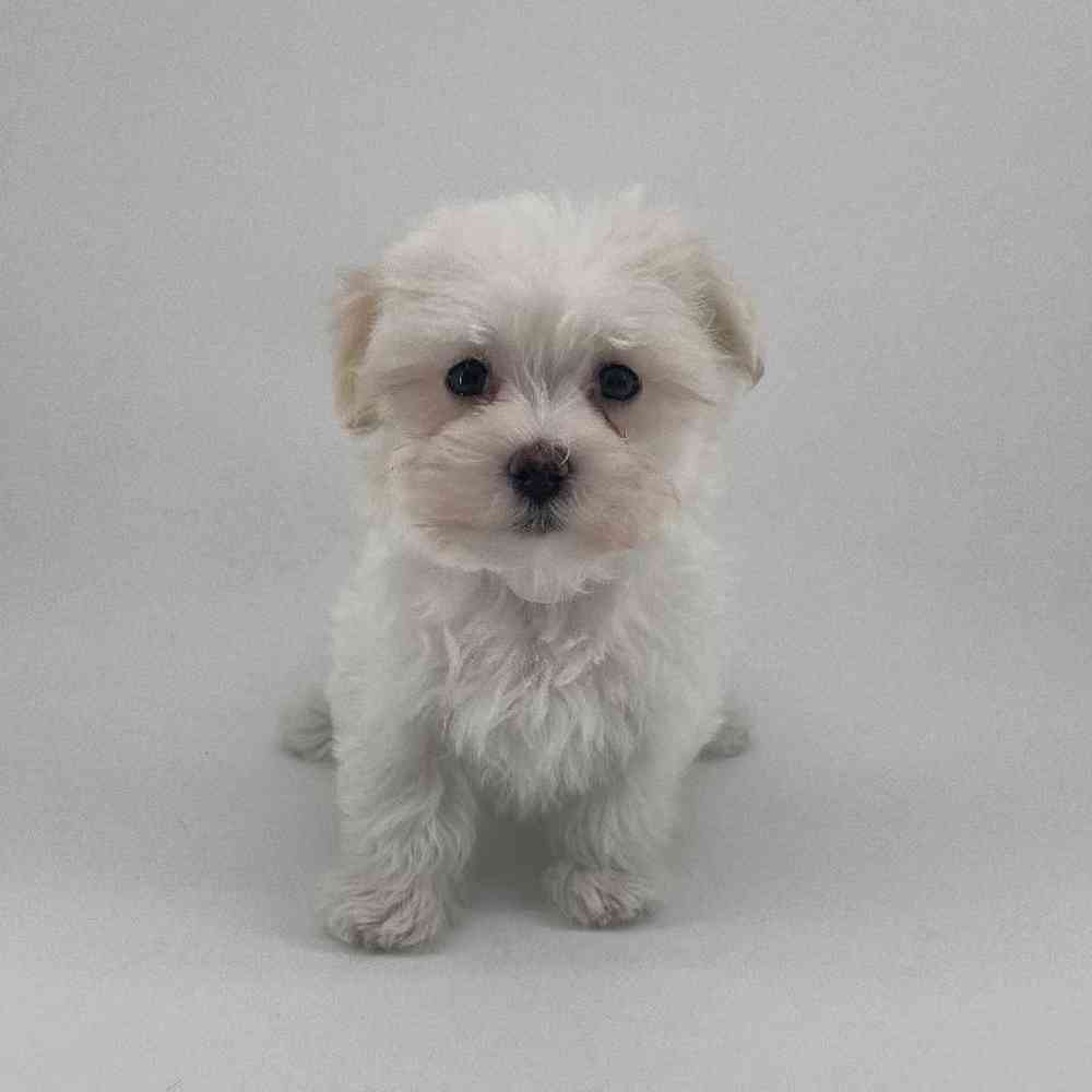 Image of a pet breed in the gallery