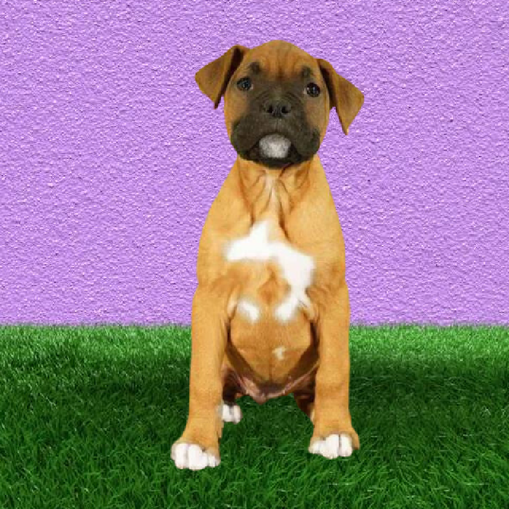 Female Boxer Puppy for Sale in Marietta, GA