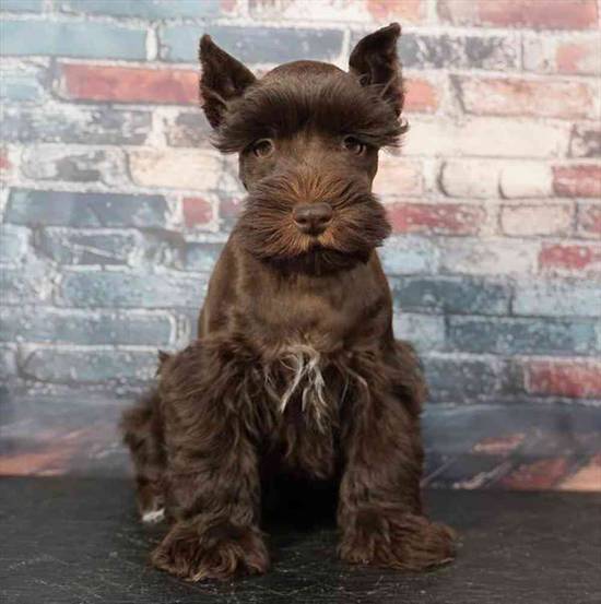 Mini Schnauzer