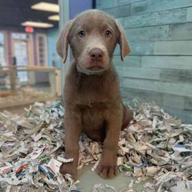 Labrador Retriever