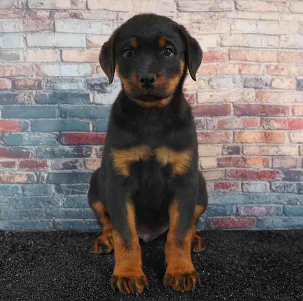 Image of a pet breed in the gallery