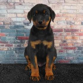 Rottweiler