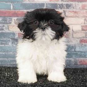 Shih Tzu