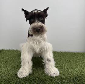 Mini Schnauzer
