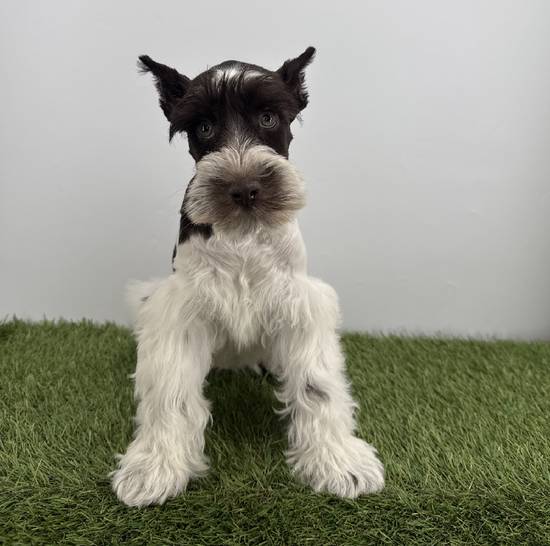 Mini Schnauzer