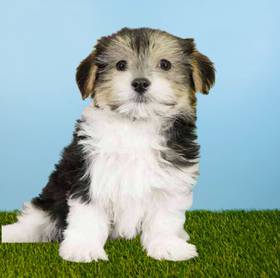 Morkie