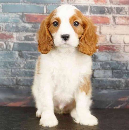 Cavalier King Charles Spaniel