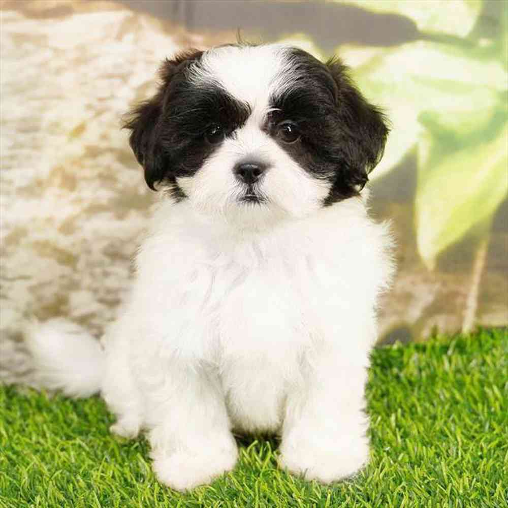 Image of a pet breed in the gallery