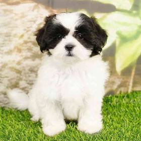 Shizapoo