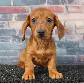 Dachshund