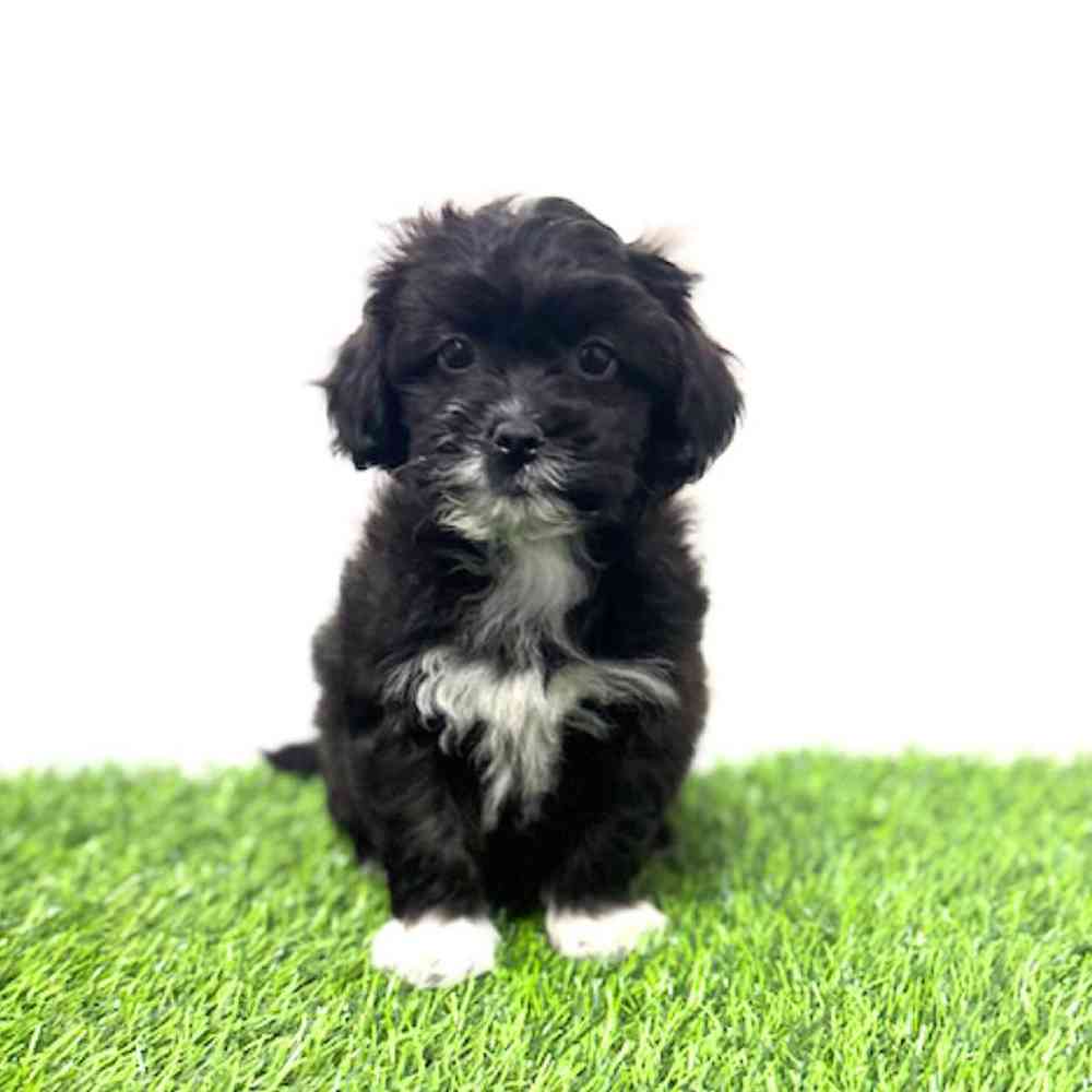 Image of a pet breed in the gallery