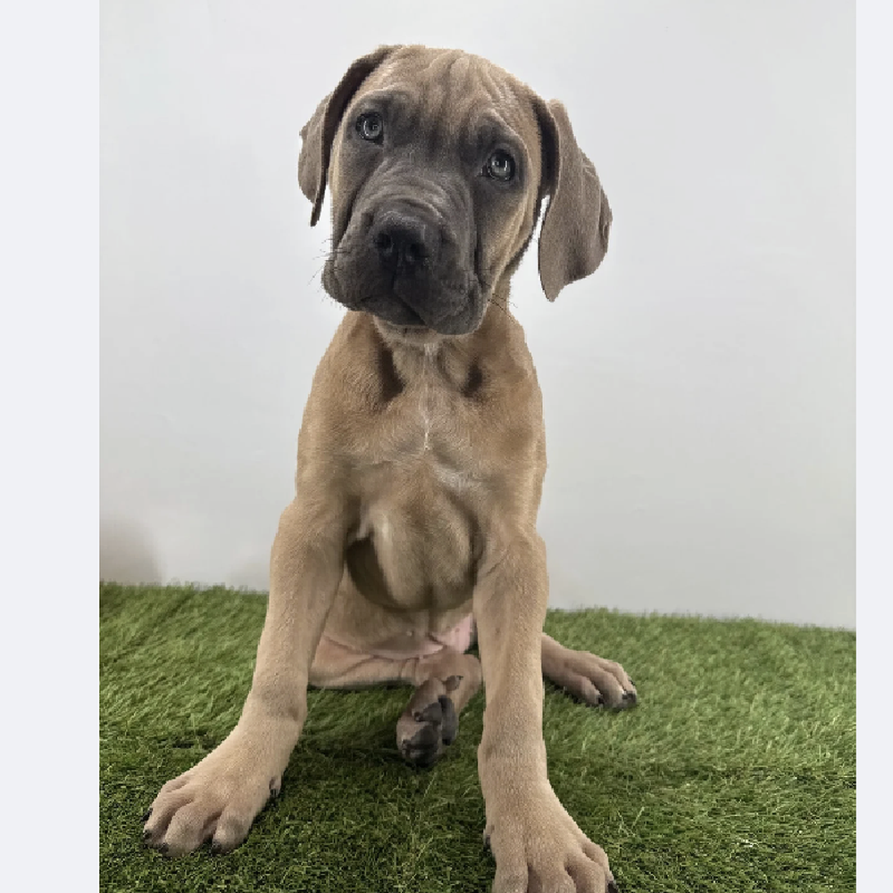 Image of a pet breed in the gallery