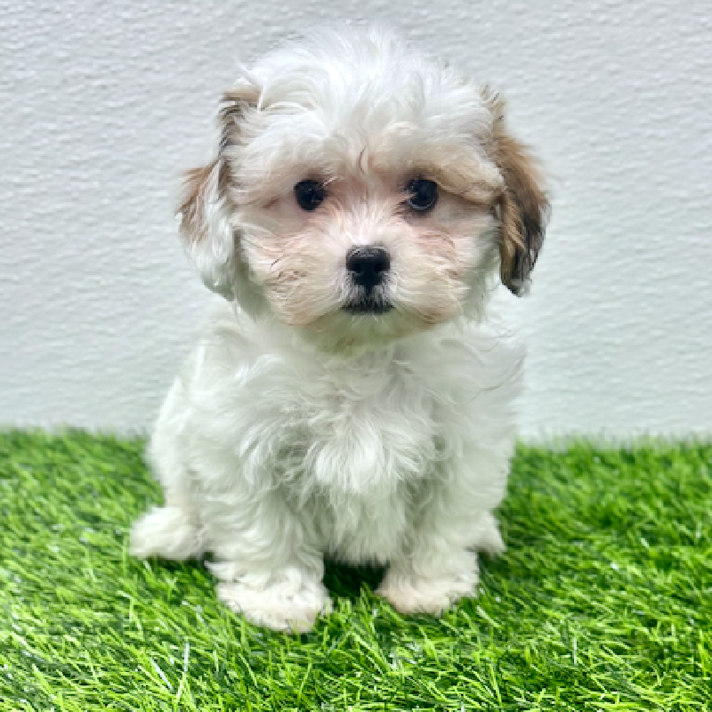 Image of a pet breed in the gallery