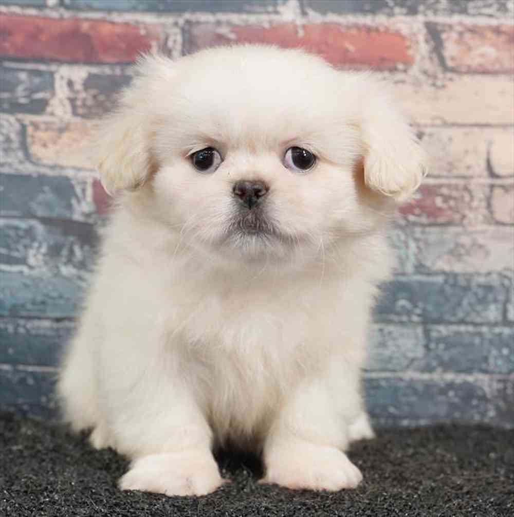 pet breed image