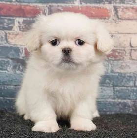 Pekingese
