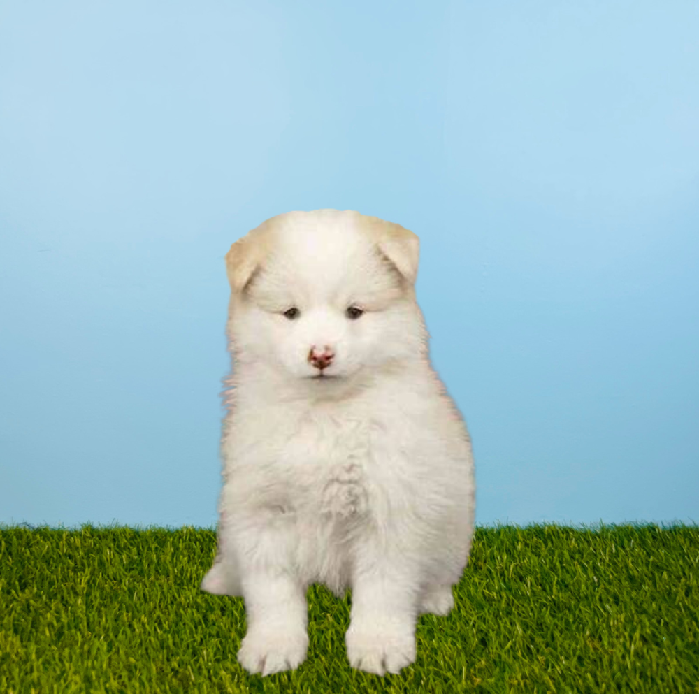 carousel pet images