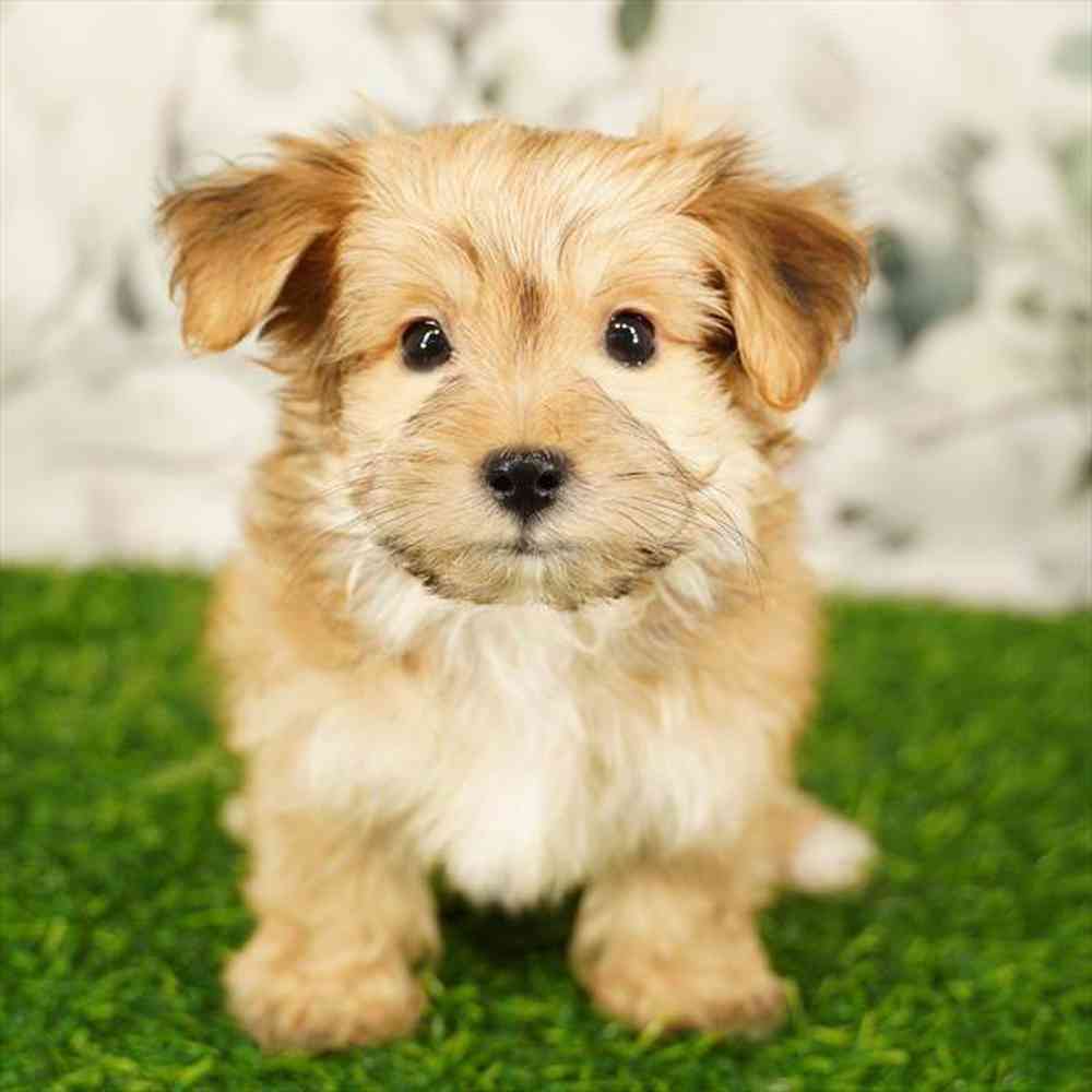 Image of a pet breed in the gallery