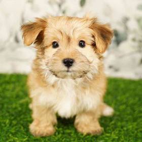 Morkie