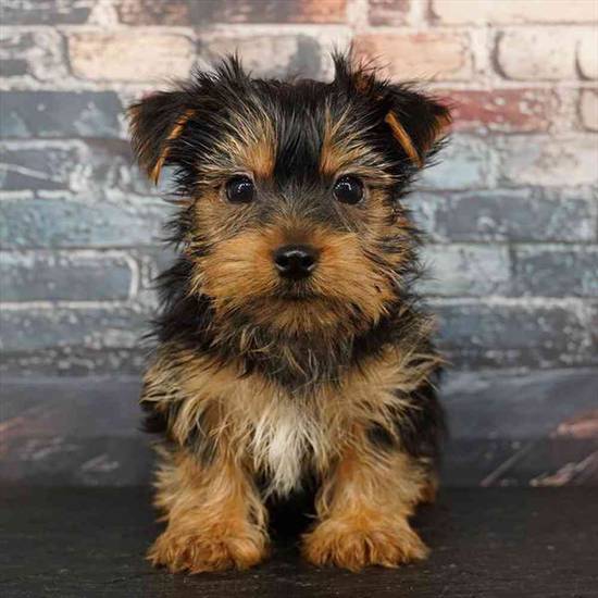 Yorkie