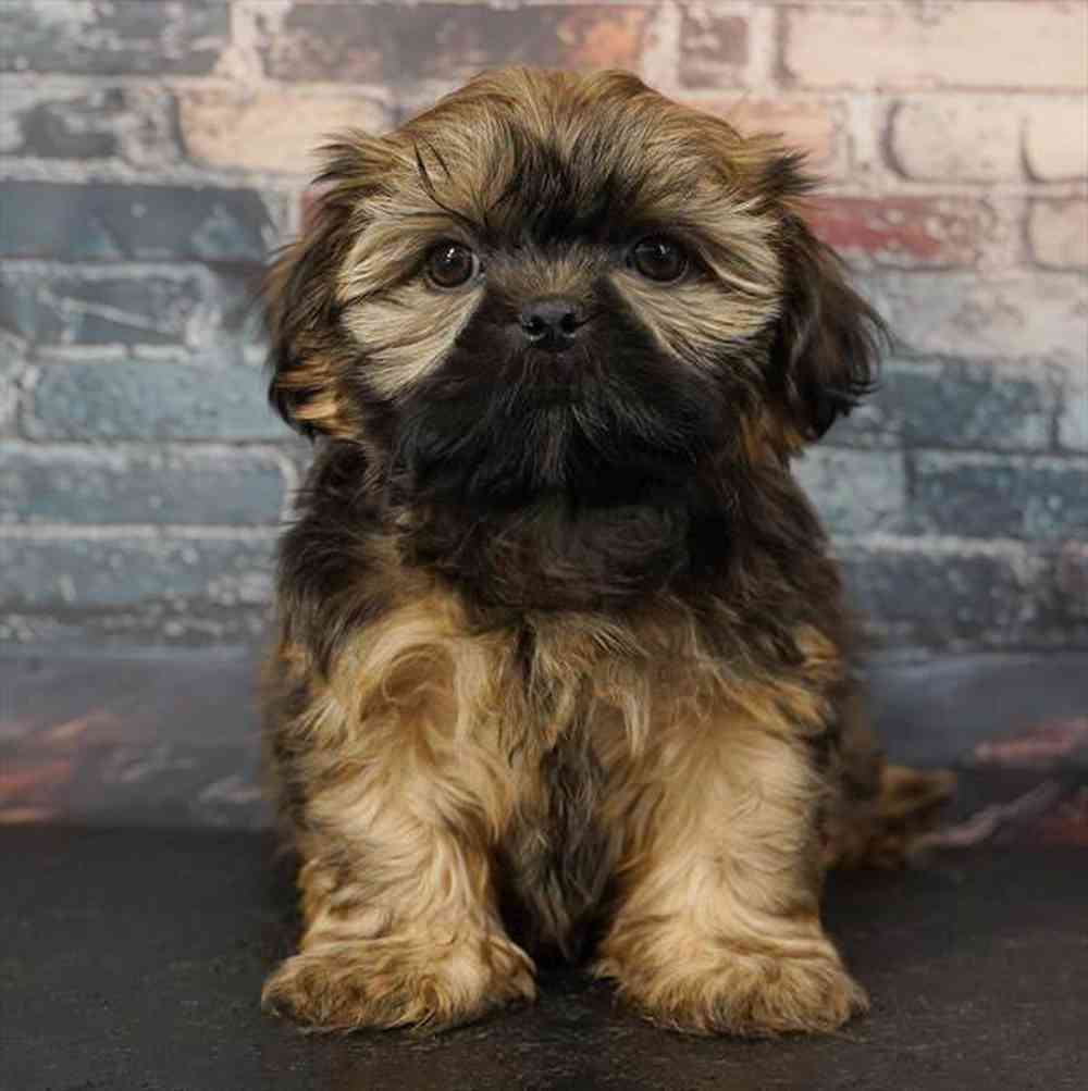 Image of a pet breed in the gallery