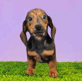 Dachshund