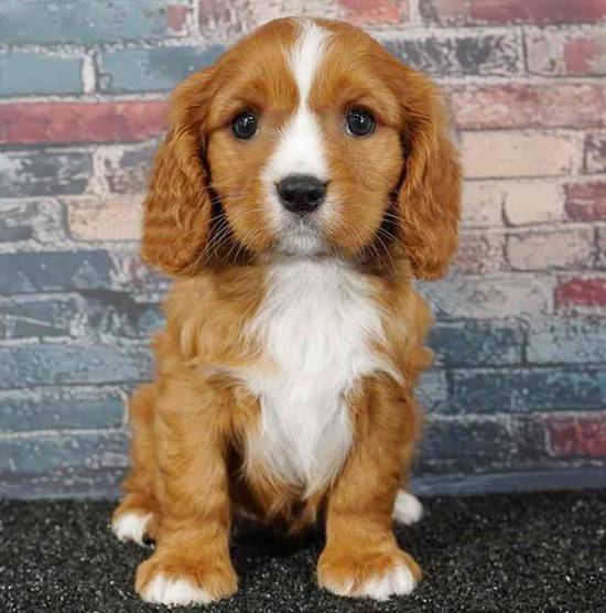 Cavalier King Charles Spaniel