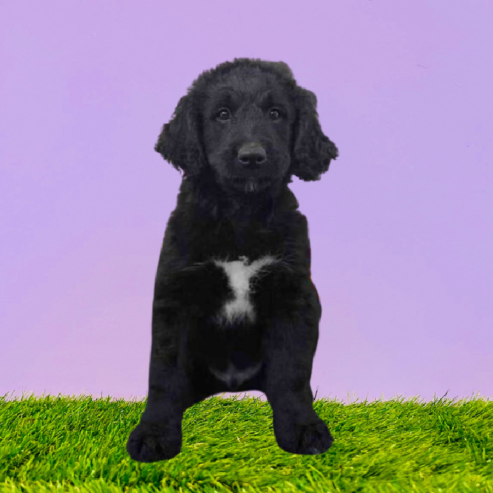 Male Bernedoodle Puppy for Sale in Marietta, GA