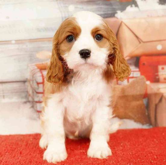 Cavalier King Charles Spaniel
