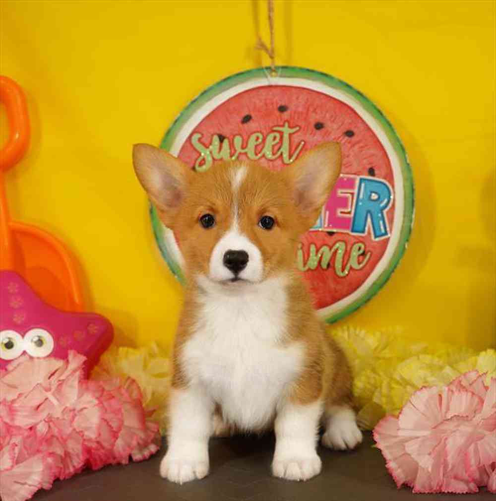 carousel pet images