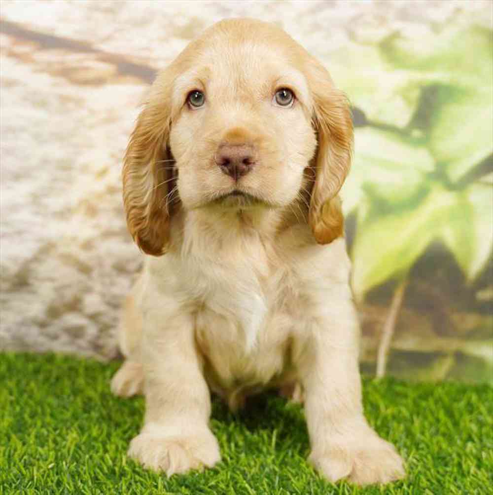 Image of a pet breed in the gallery