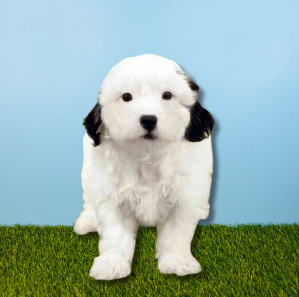 Male Shizapoo Puppy for Sale in Tolleson, AZ