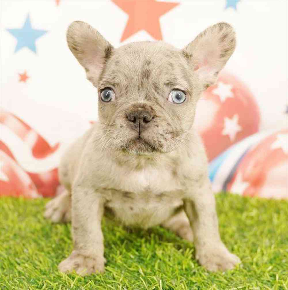 Image of a pet breed in the gallery