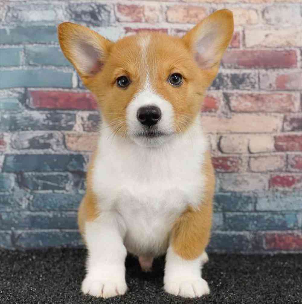 pet breed image