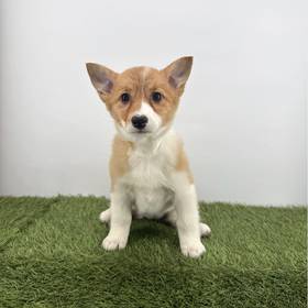 Pembroke Welsh Corgi