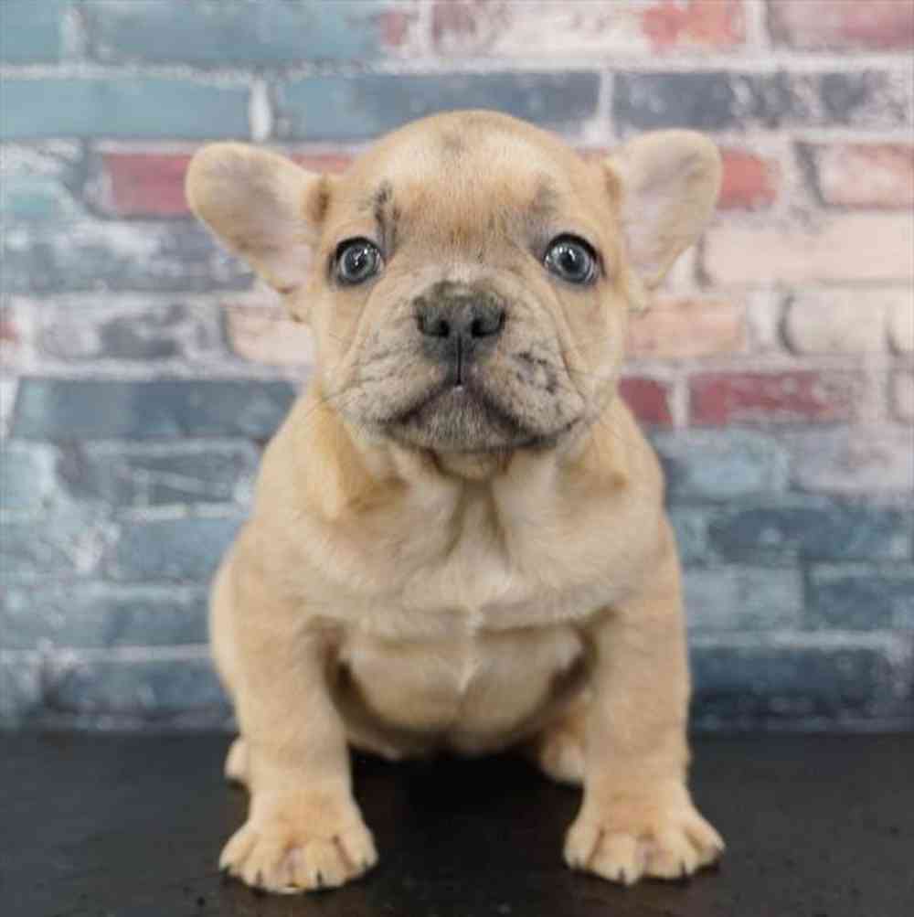 Image of a pet breed in the gallery