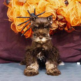 Mini Schnauzer