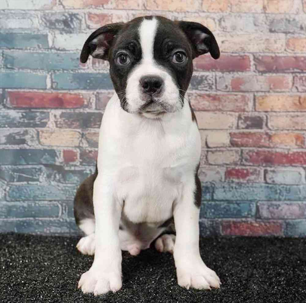 pet breed image