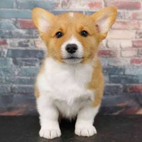 Pembroke Welsh Corgi