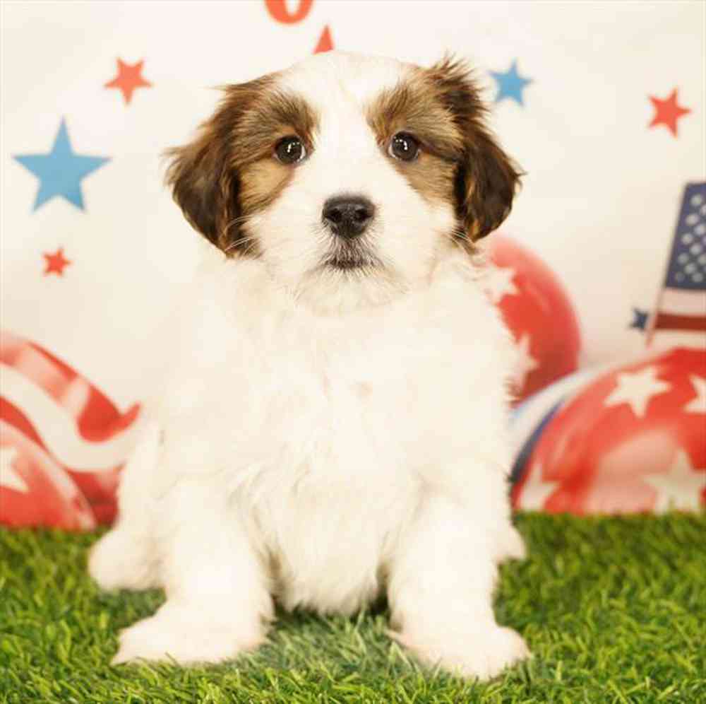 Image of a pet breed in the gallery