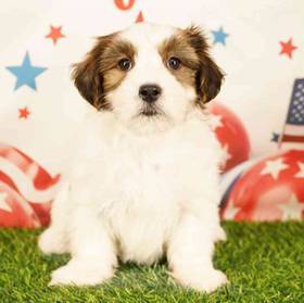 Yorkie-Malshi
