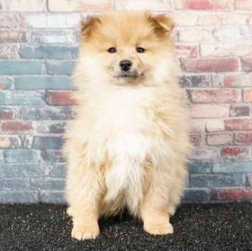 Pomeranian